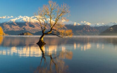 Lower South Island & Bluff Oyster Festival