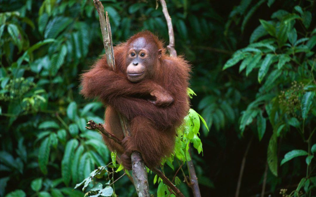 Experiencing Borneo as a family
