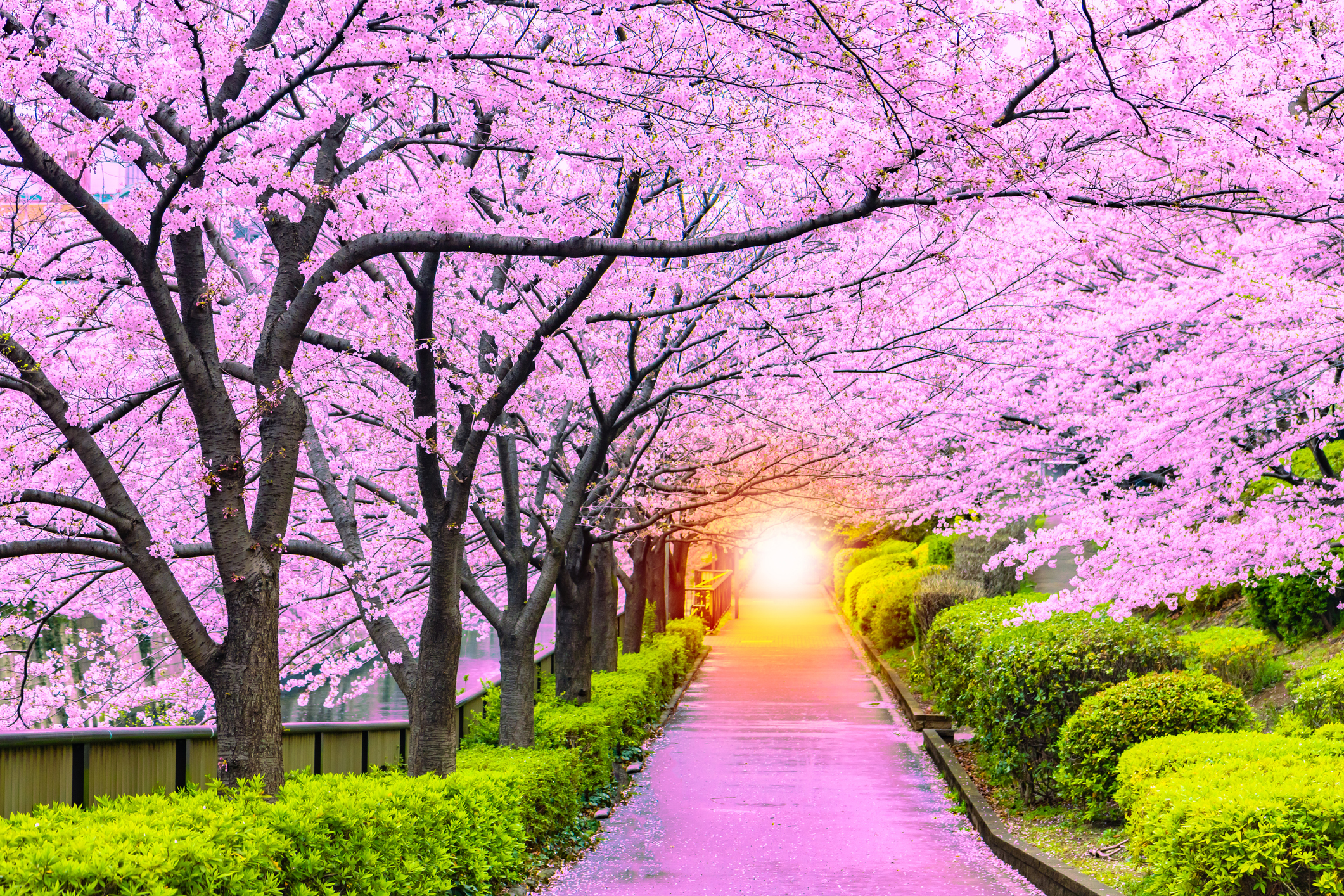 Light at the end of the cherry tree tunnel and walkway
