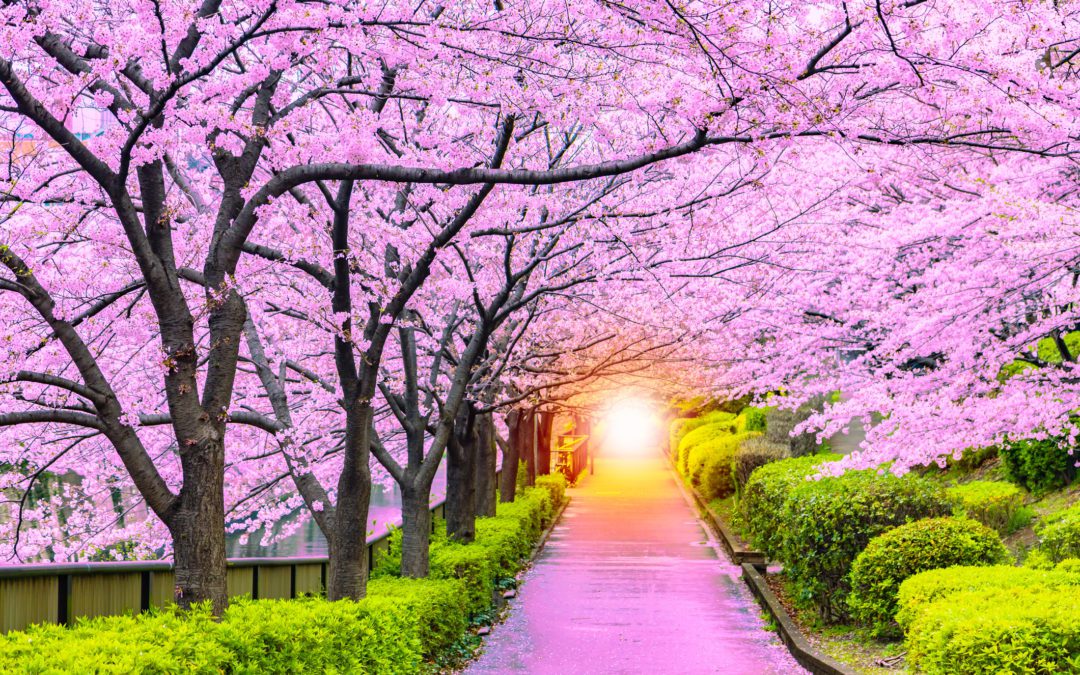 Cherry Blossom Japan – Small Group Hosted Journey