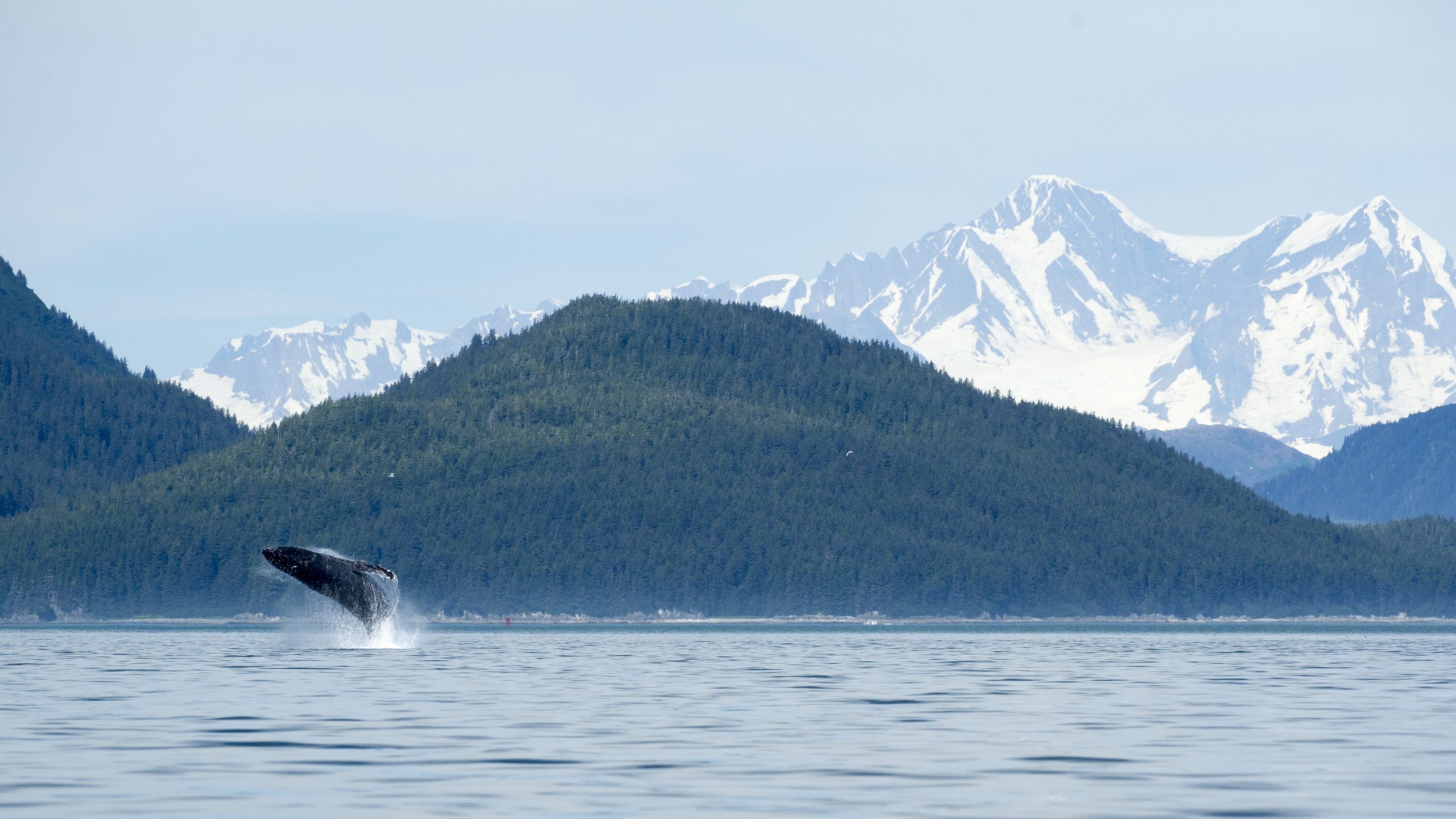 7 night Celebrity Alaskan Cruises from 1,157 per person Travel Advocates