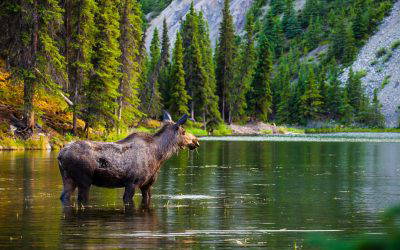 Alaska, Denali & Yukon Cruisetour 16 Night Fly, Stay, Cruise & Tour Package from $10,459pp