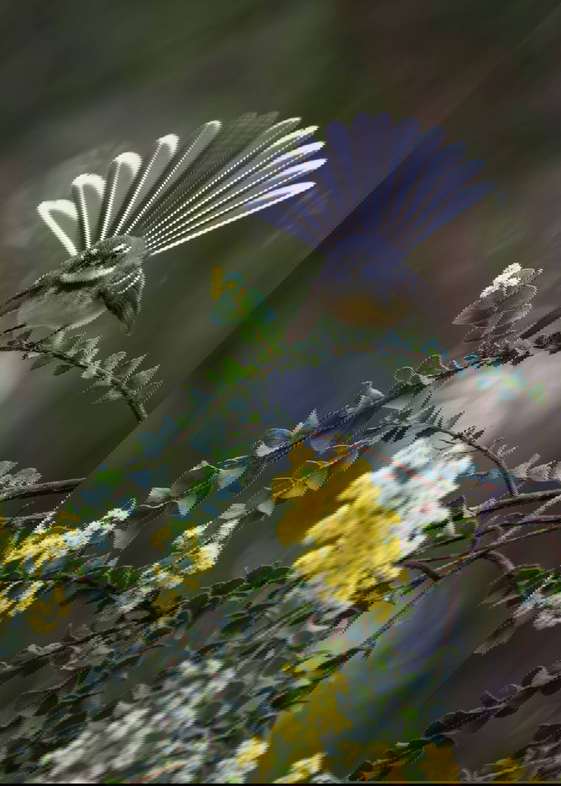 Generic Fantail