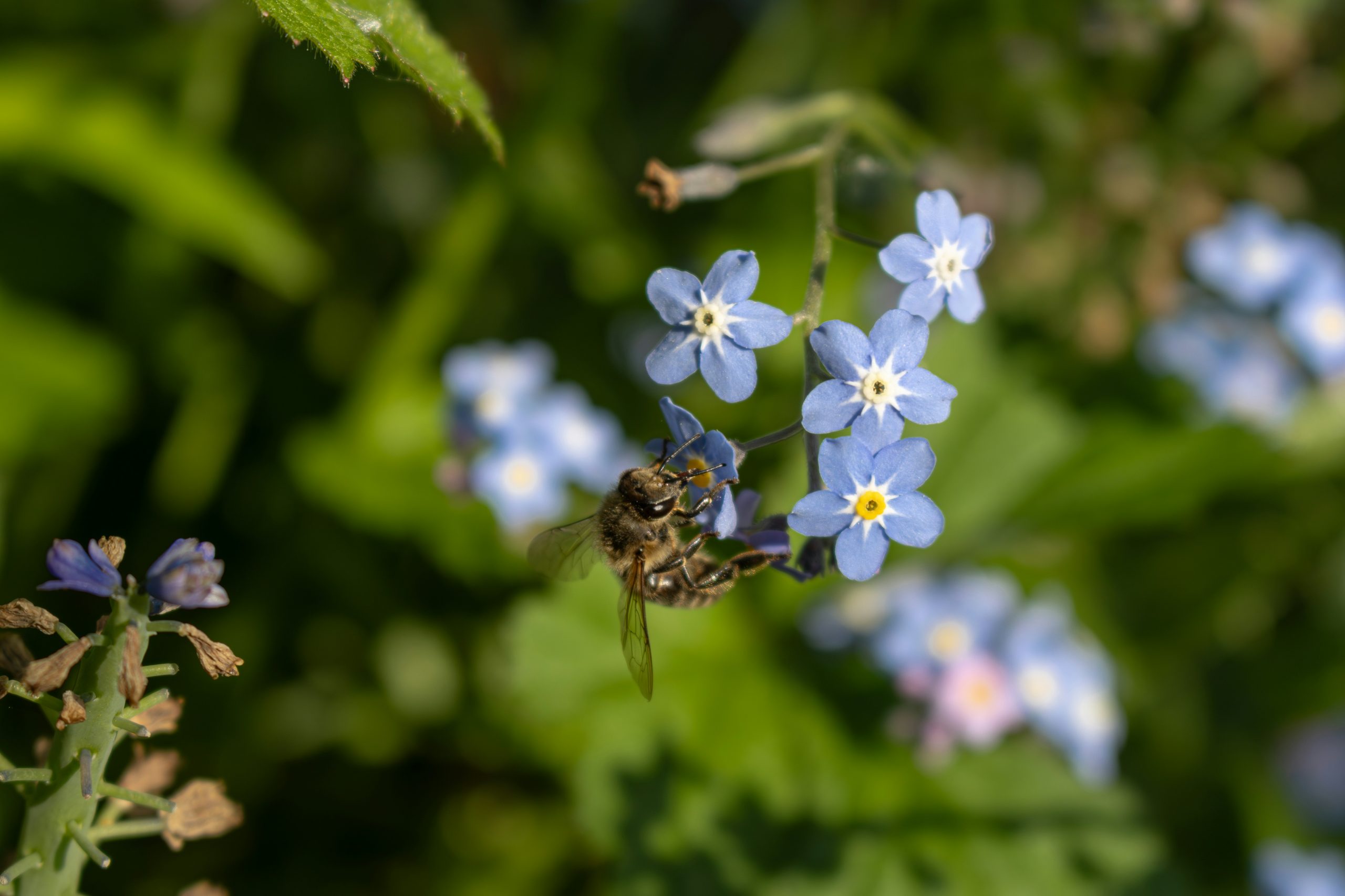 Generic Forget Me Not Flowers