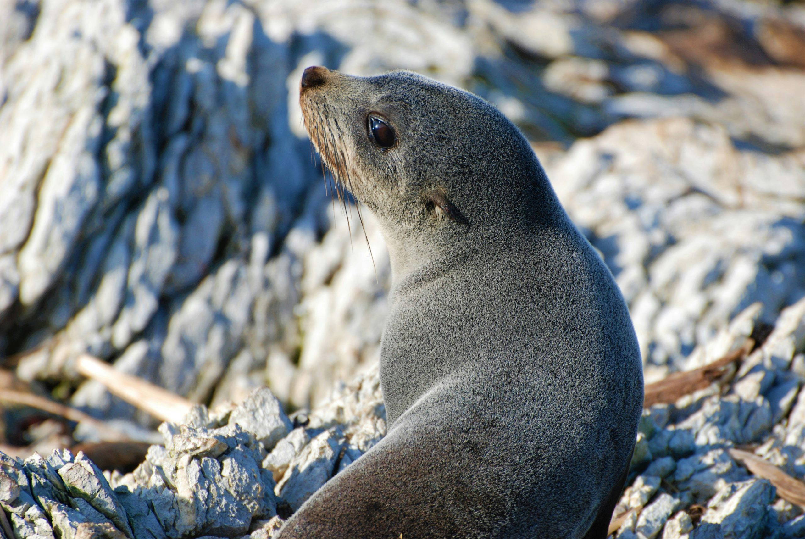 Generic Fur Seal (2)